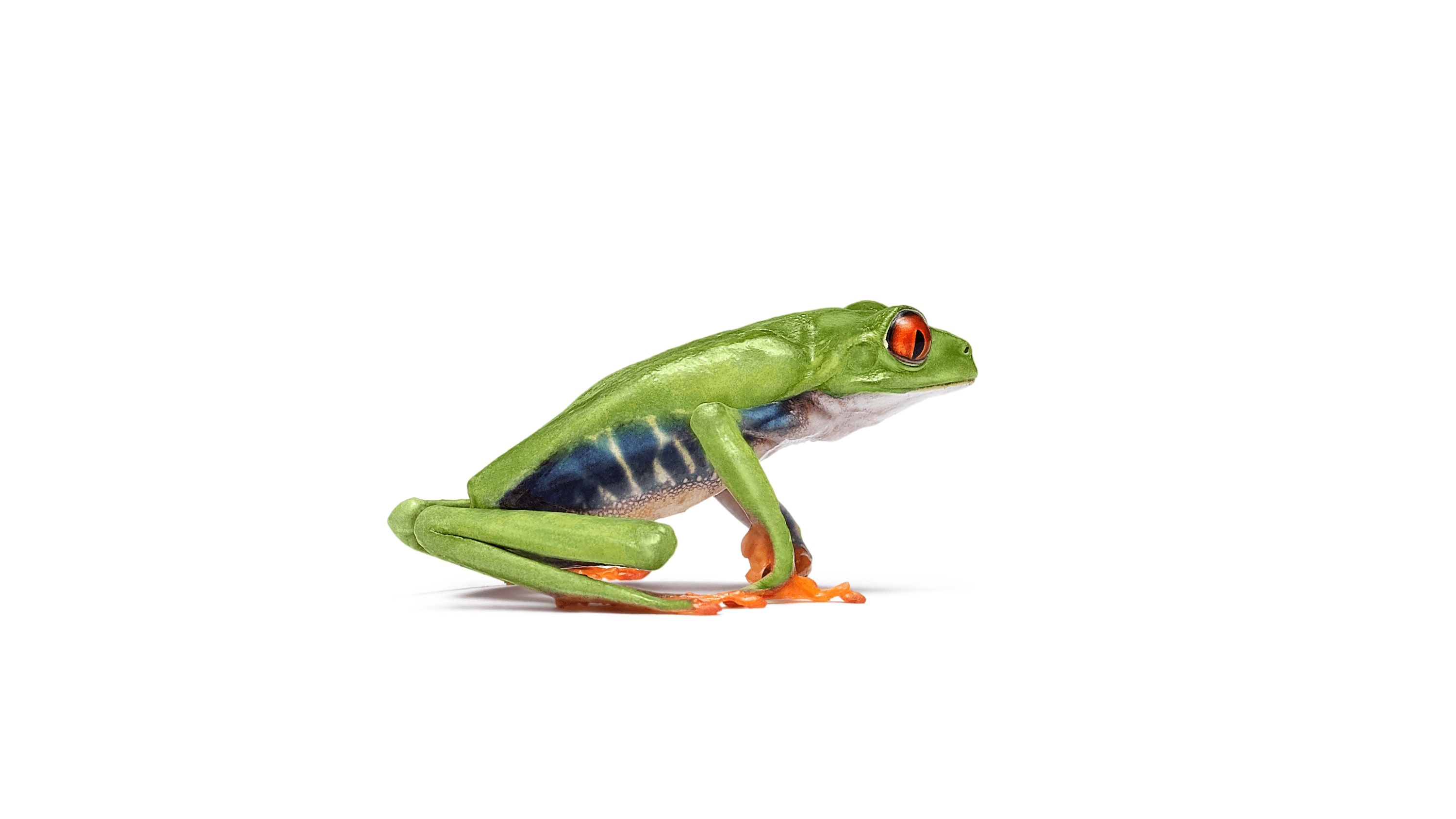 Andrew Zuckerman - Creature - 38