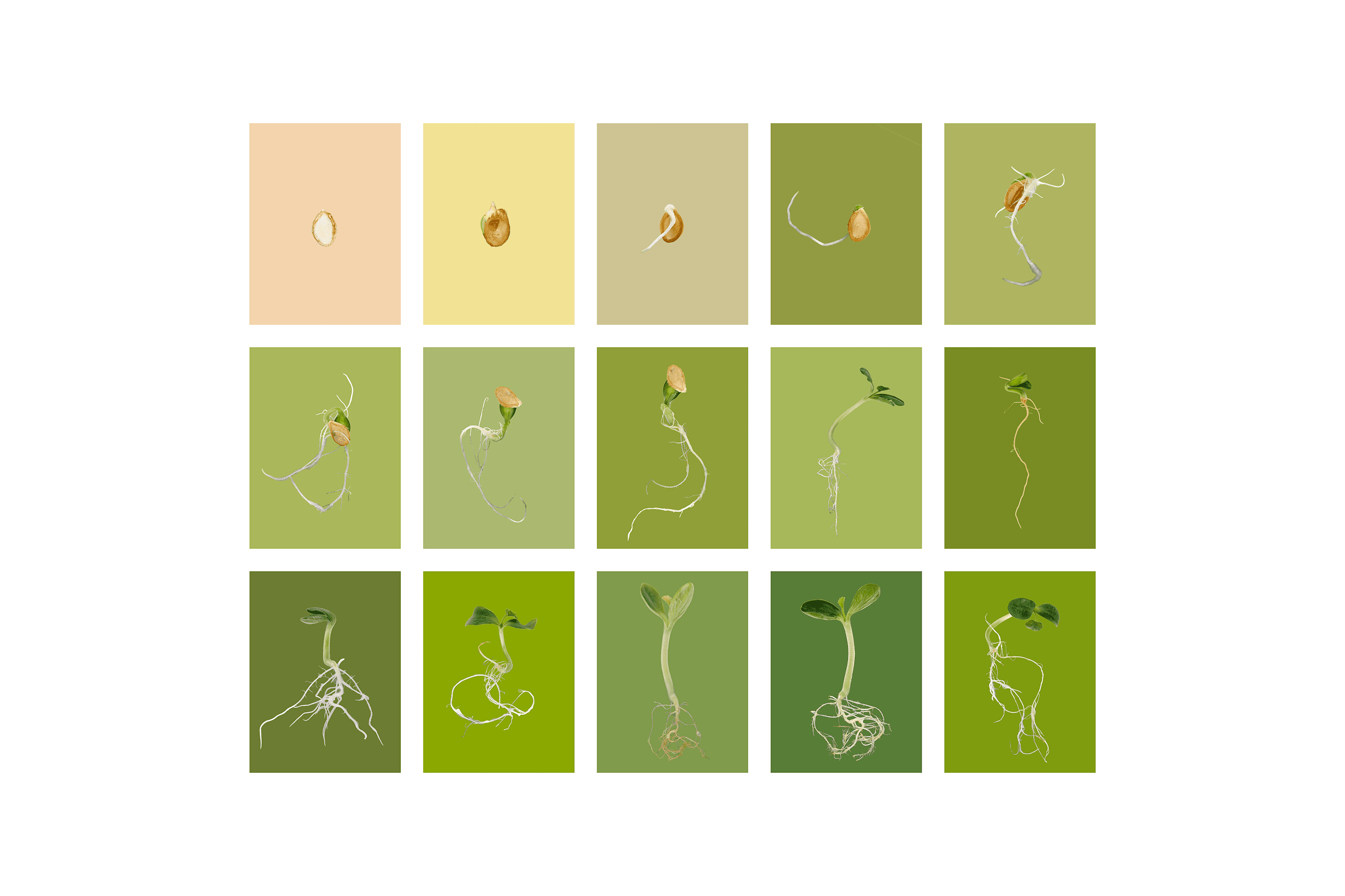 Andrew Zuckerman - Seed - 46