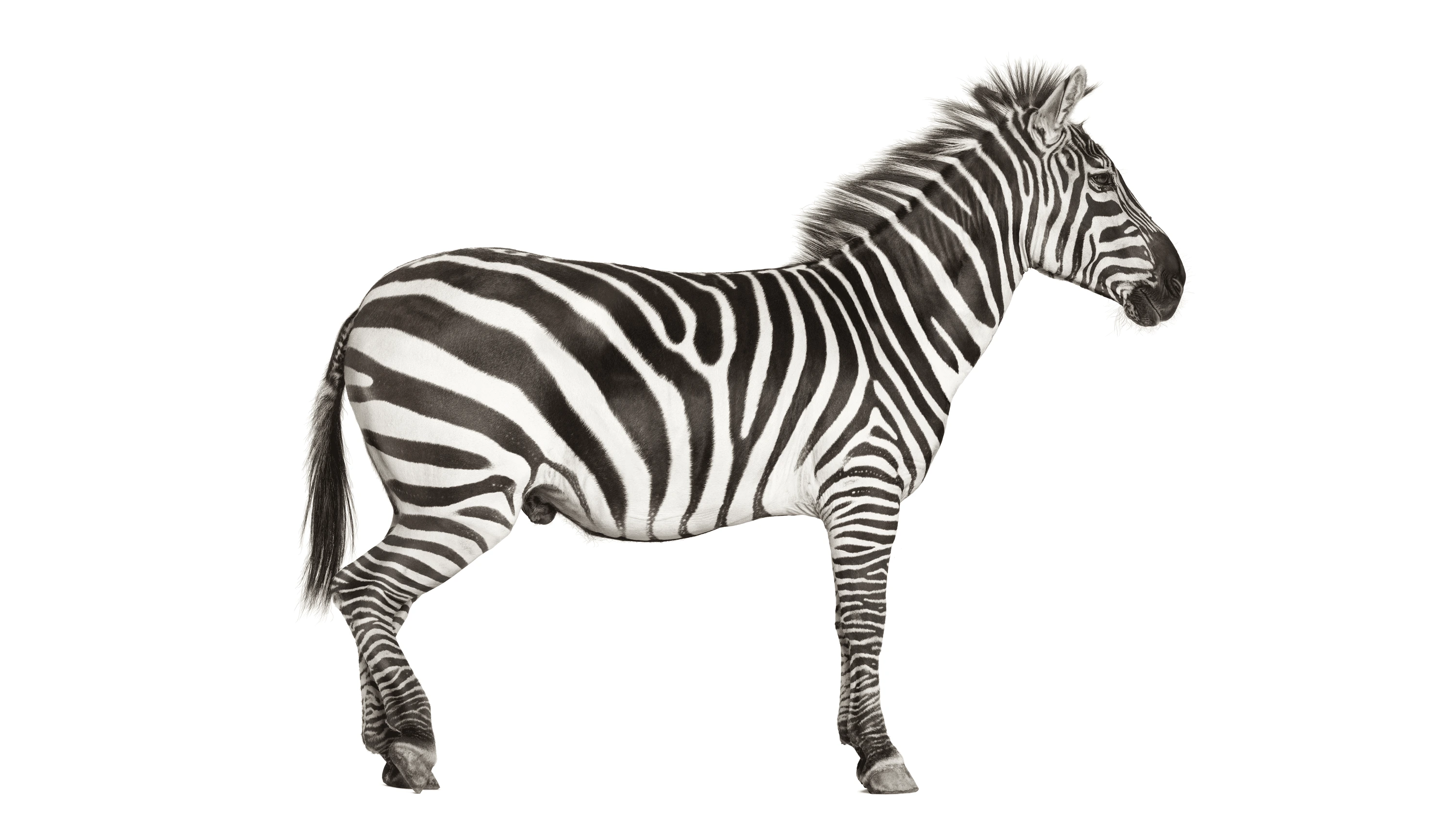 Andrew Zuckerman - Creature - 25