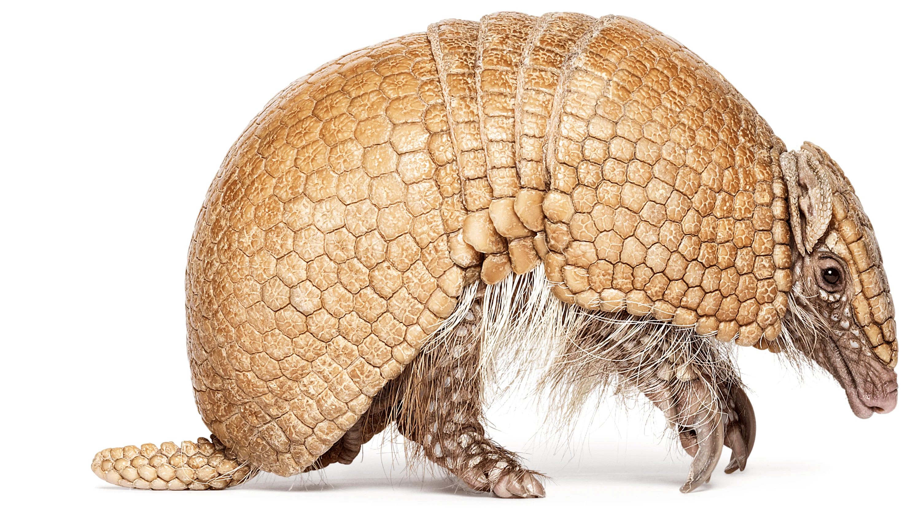 Andrew Zuckerman - Creature - 57