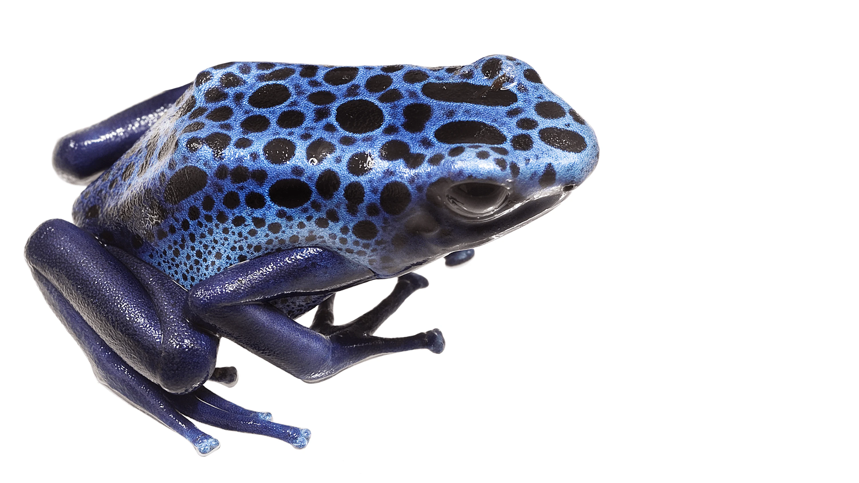 Andrew Zuckerman - Creature - 59