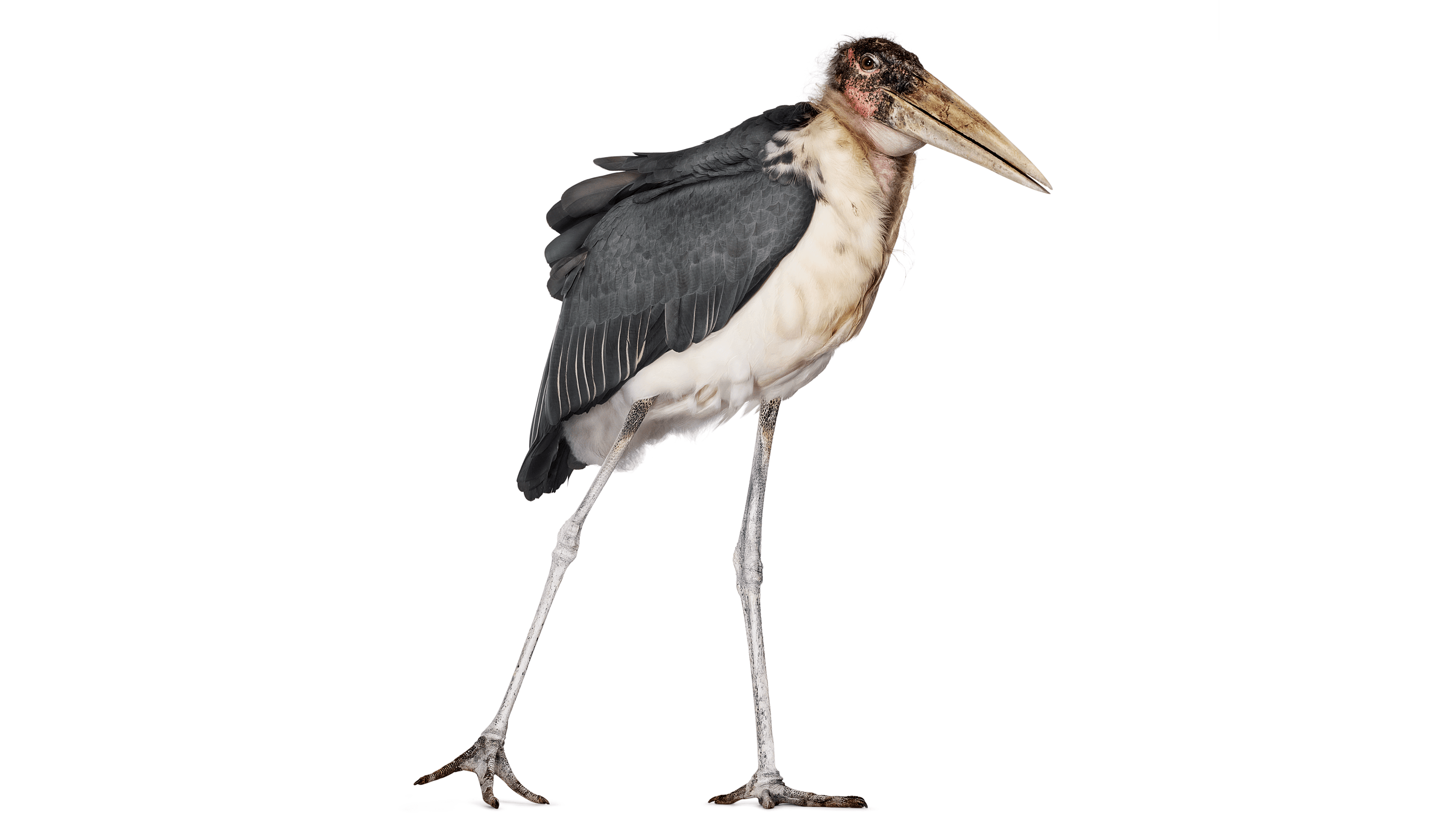 Andrew Zuckerman - Bird - 52