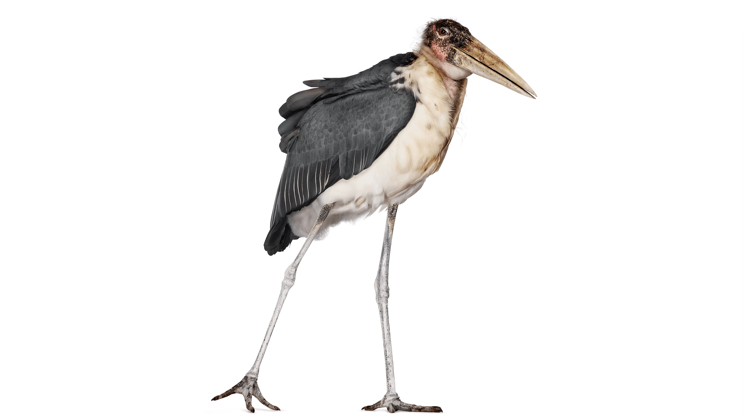 Andrew Zuckerman - Bird - 52