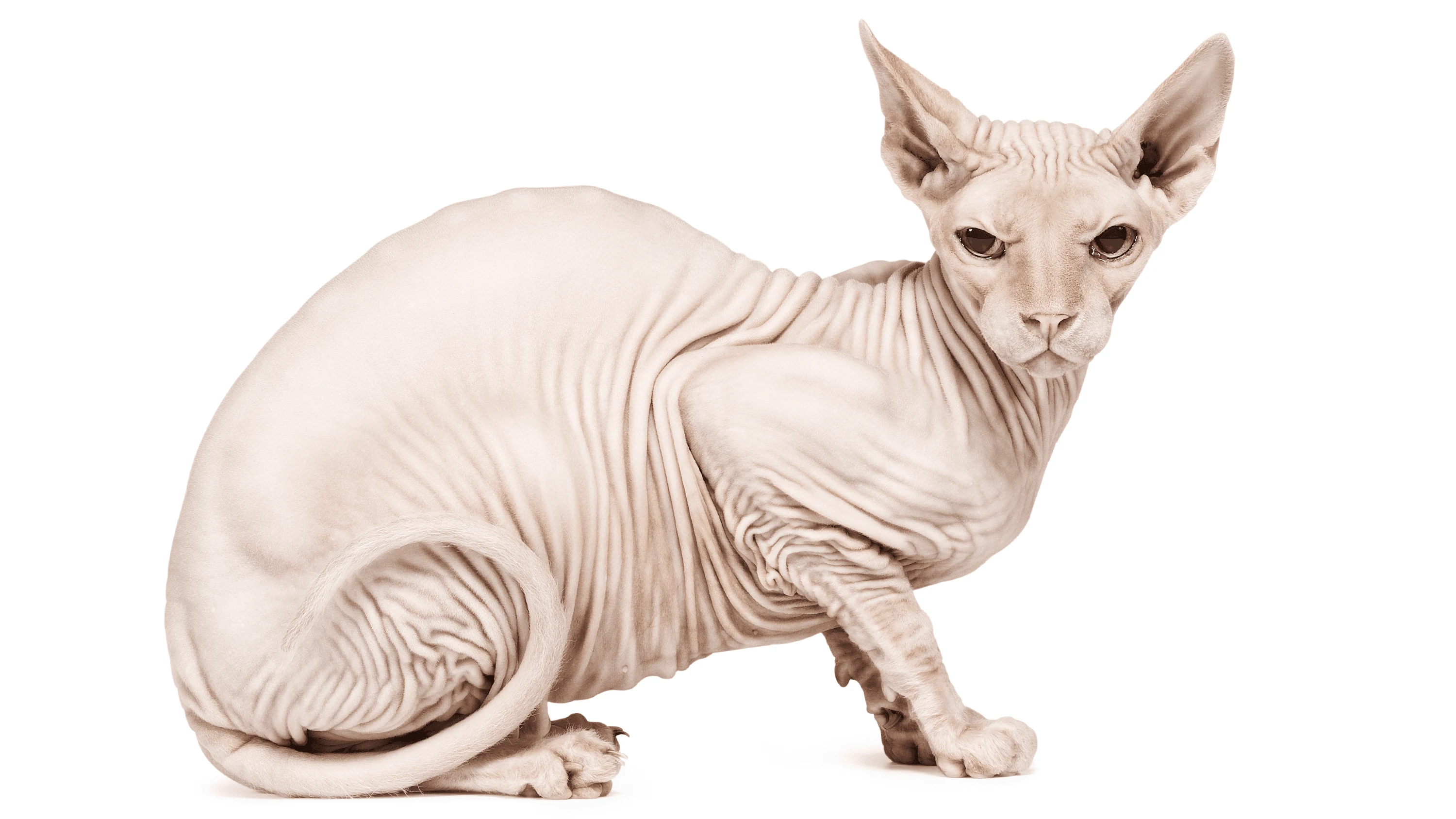 Andrew Zuckerman - Creature - 58