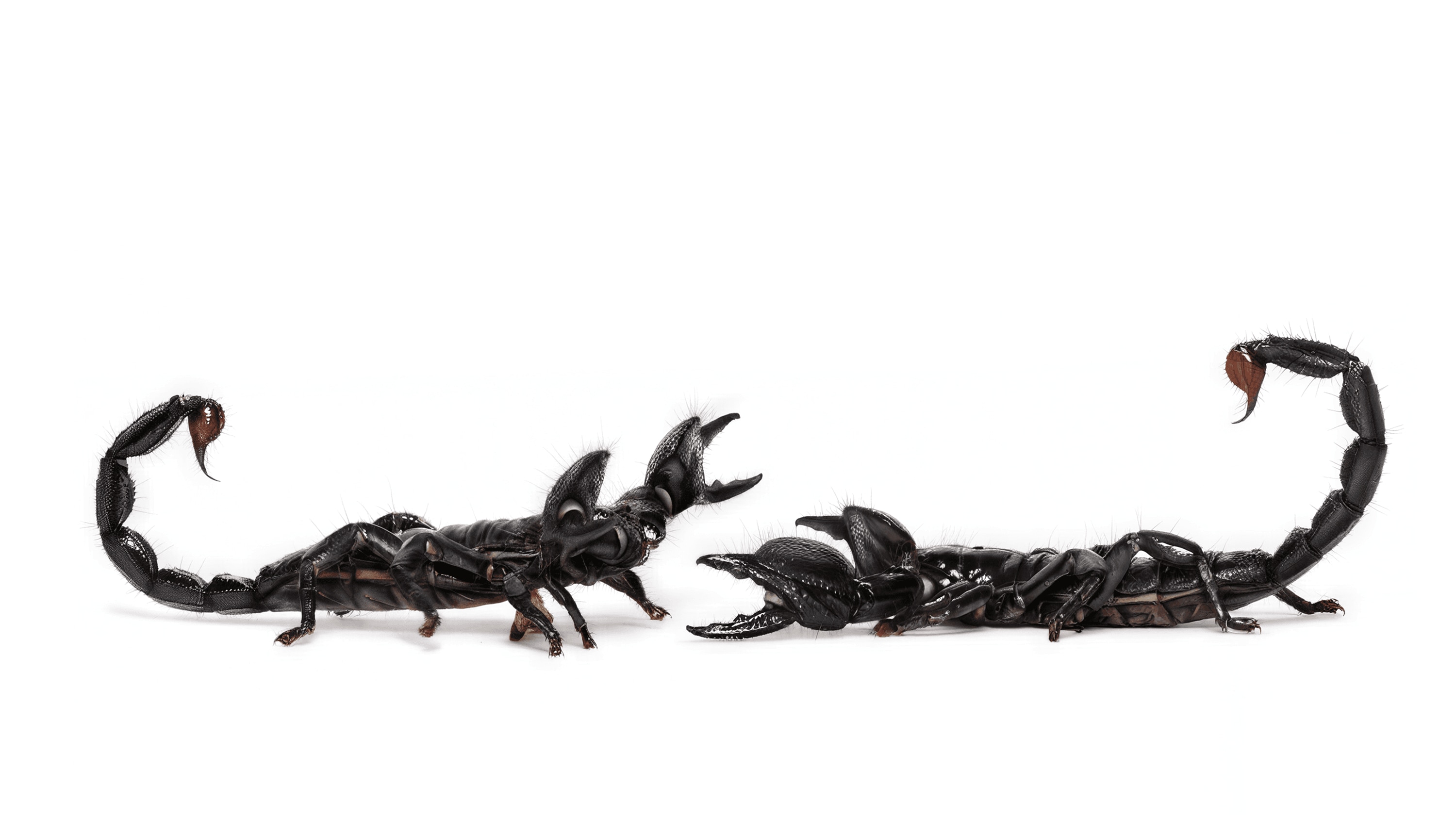 Andrew Zuckerman - Insect - 46