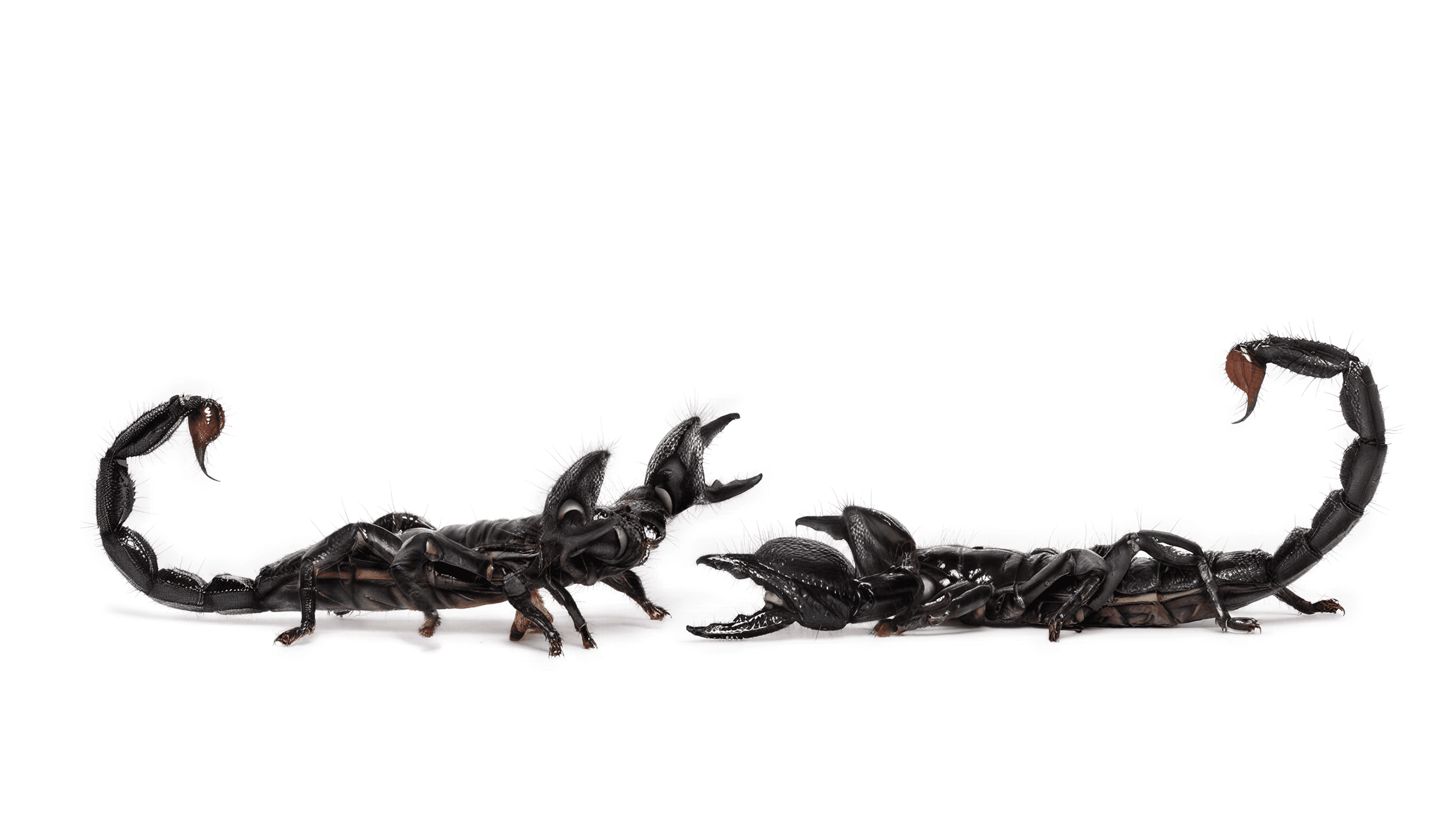 Andrew Zuckerman - Insect - 46