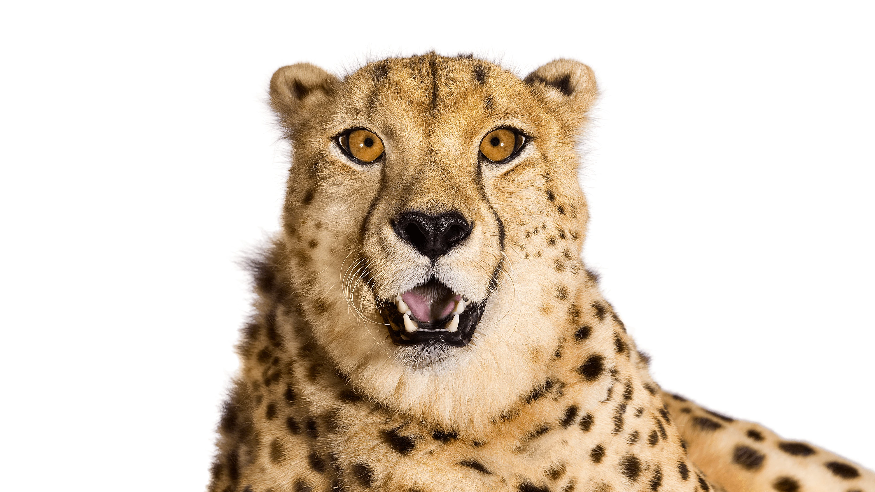 Andrew Zuckerman - Creature - 56