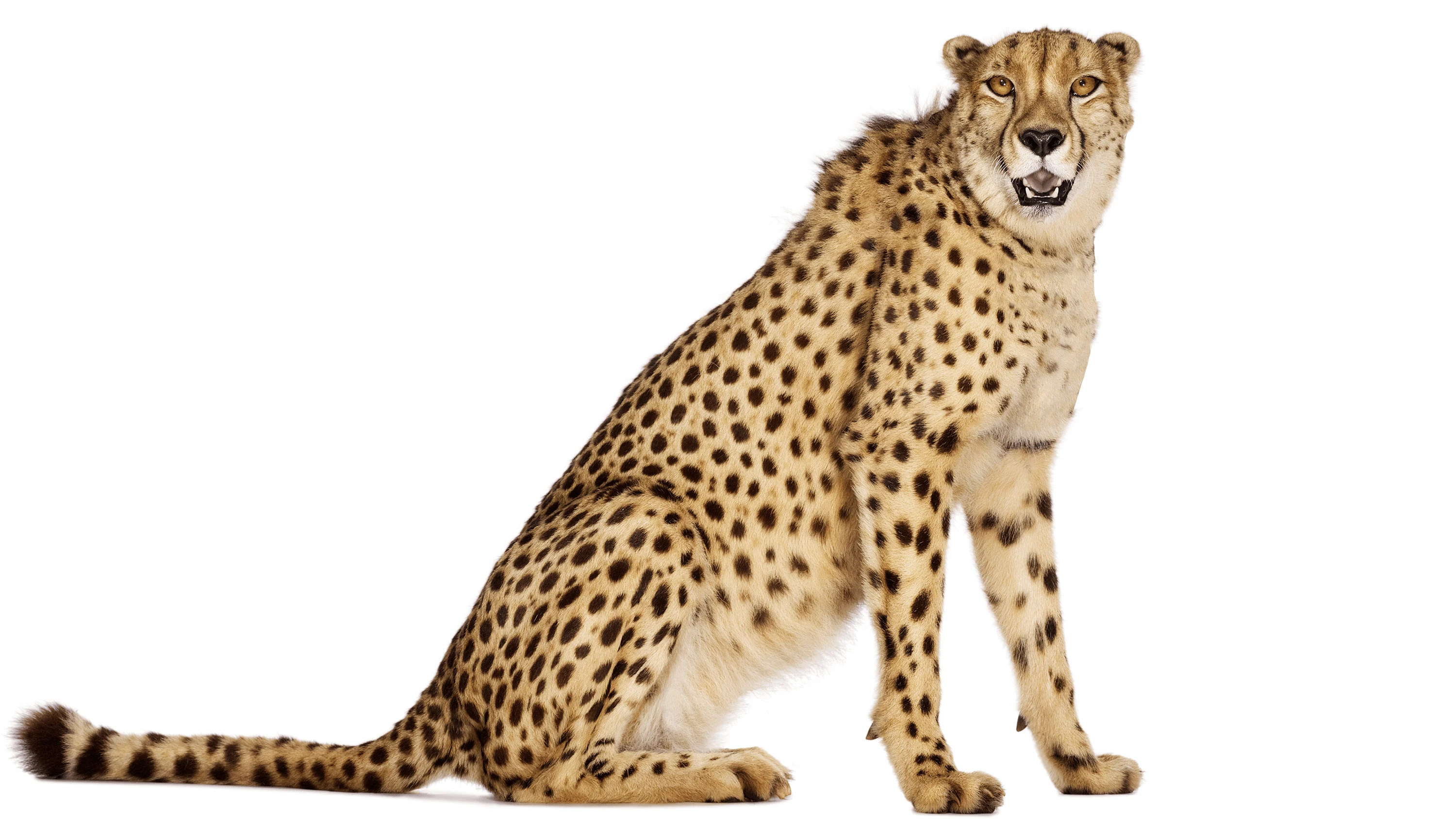 Andrew Zuckerman - Creature - 55