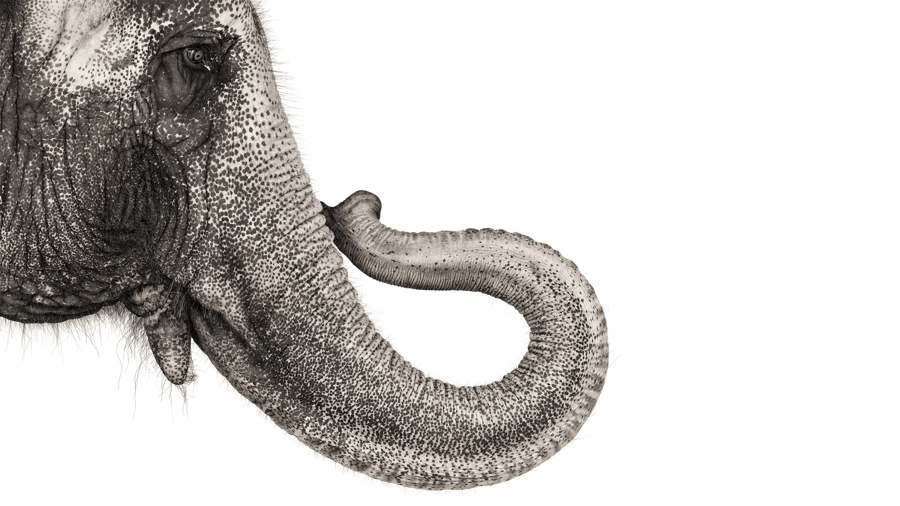 Andrew Zuckerman - Creature - 22