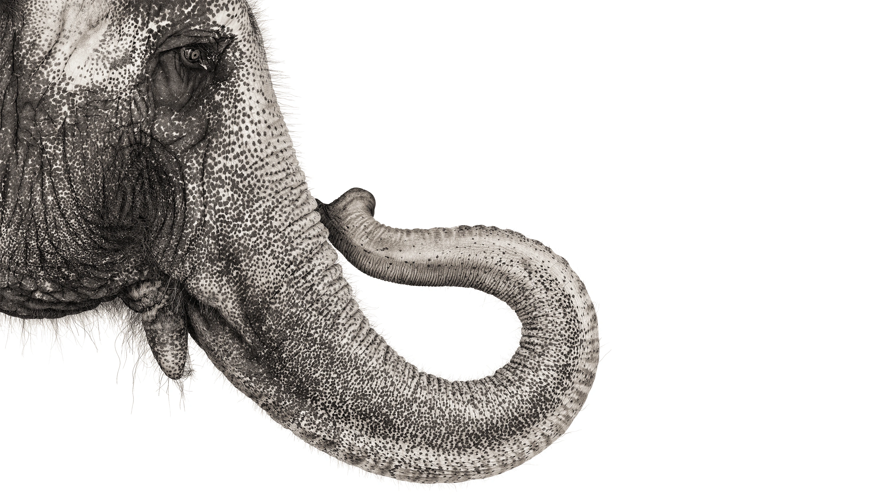 Andrew Zuckerman - Creature - 23