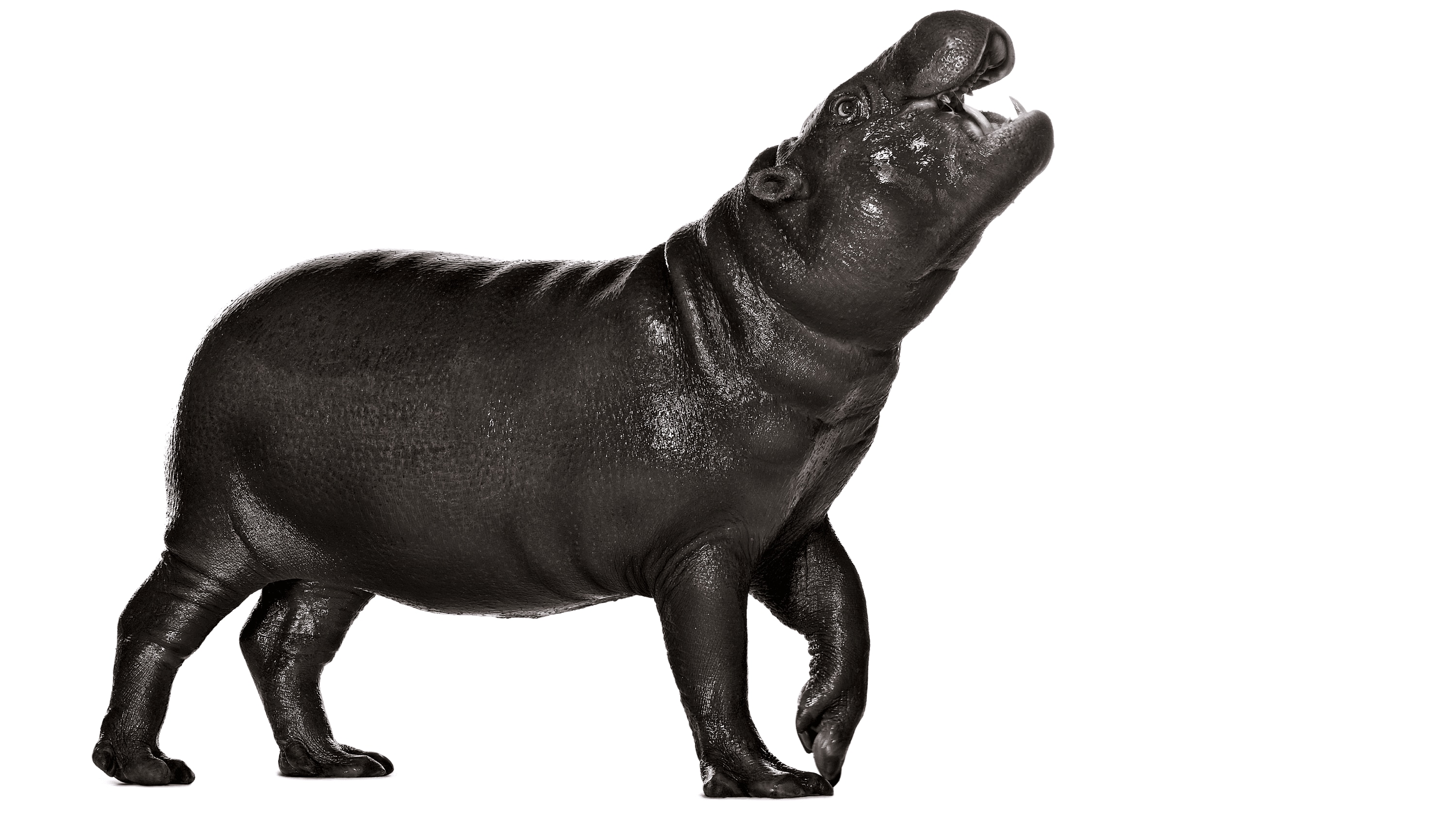 Andrew Zuckerman - Creature - 59