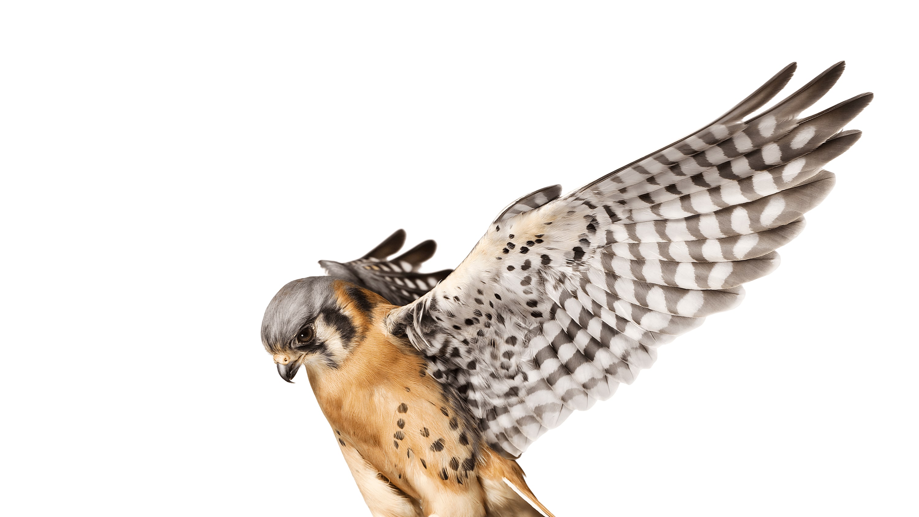 Andrew Zuckerman - Bird - 30