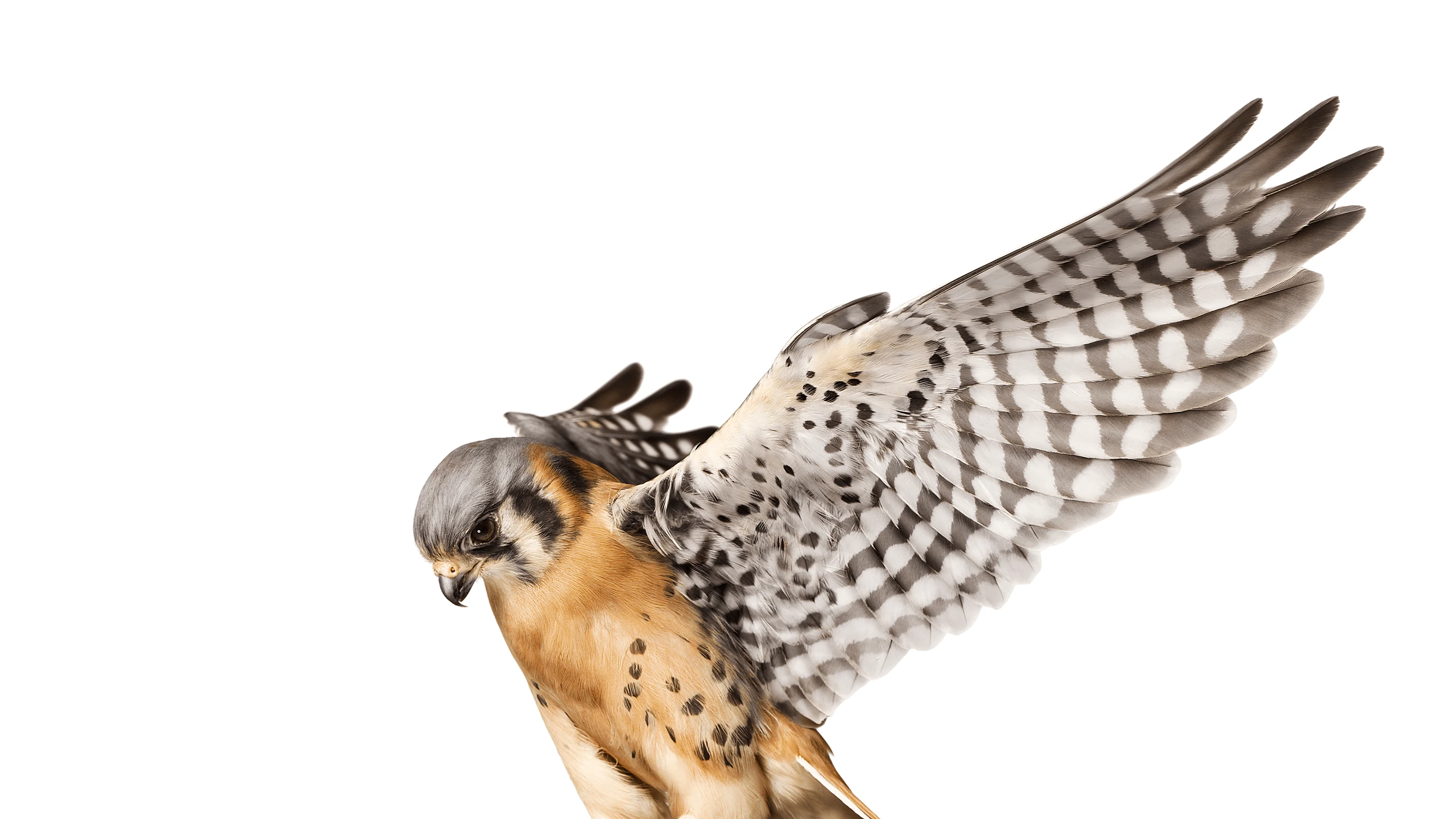 Andrew Zuckerman - Bird - 30