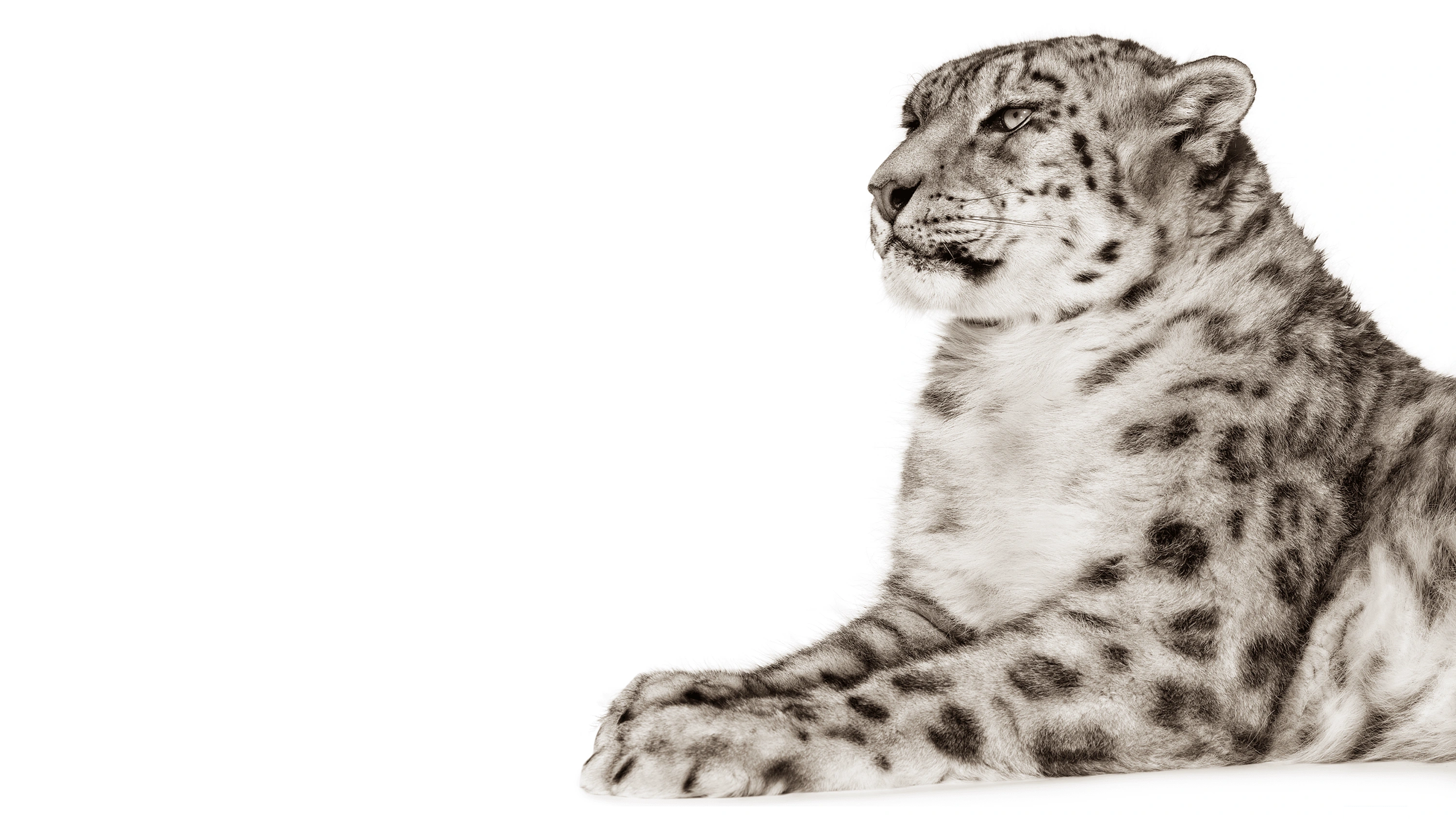 Andrew Zuckerman - Creature - 44