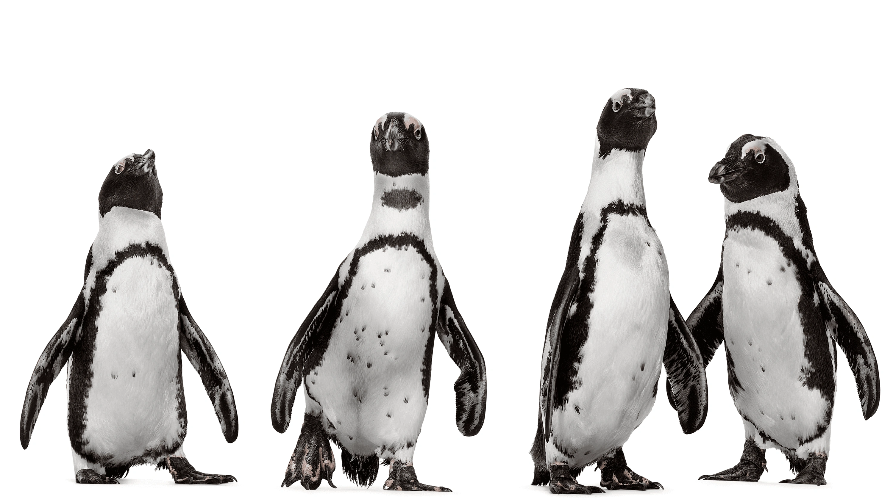 Andrew Zuckerman - Creature - 39