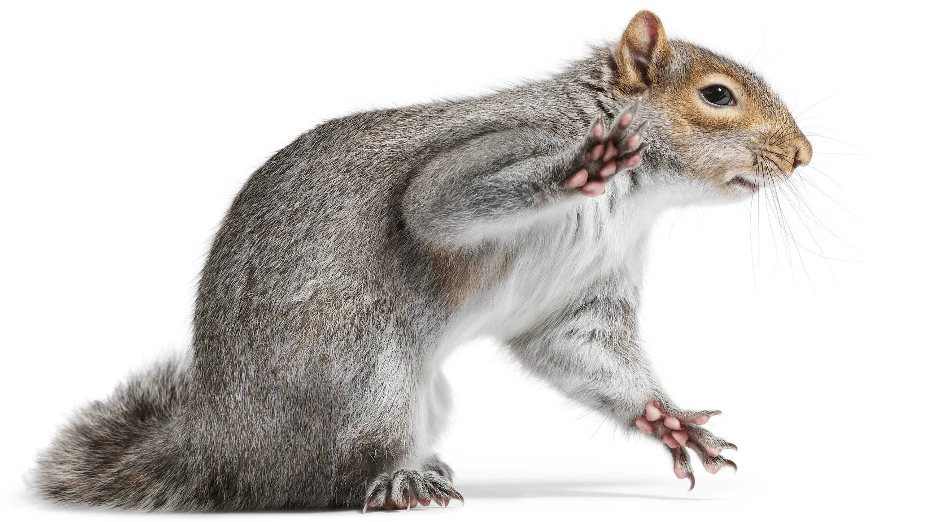 Andrew Zuckerman - Creature - 31